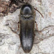 Hylis foveicollis