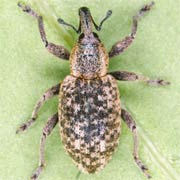 Hypera adspersa