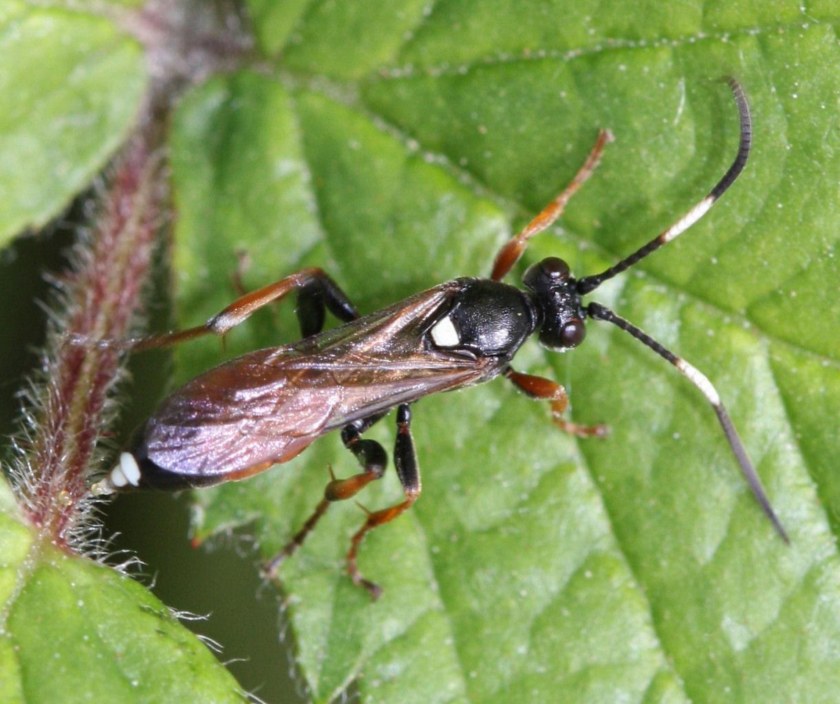 Ichneumon extensorius