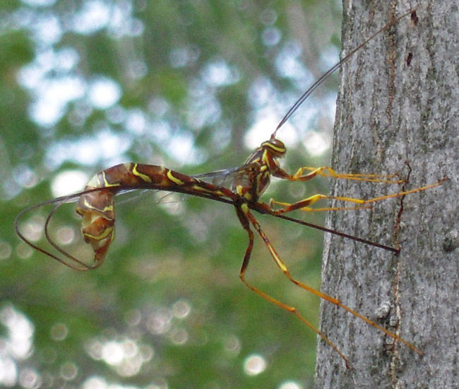 Ichneumon giant