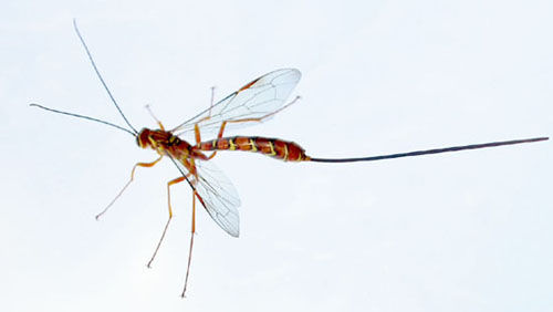 Ichneumon wasps