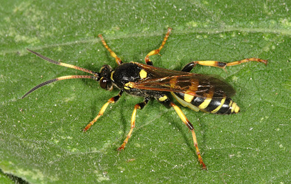 Ichneumon xanthorius