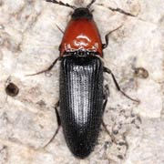 Ischnodes sanguinicollis