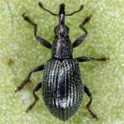 Ischnopterapion virens