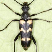 Judolia sexmaculata