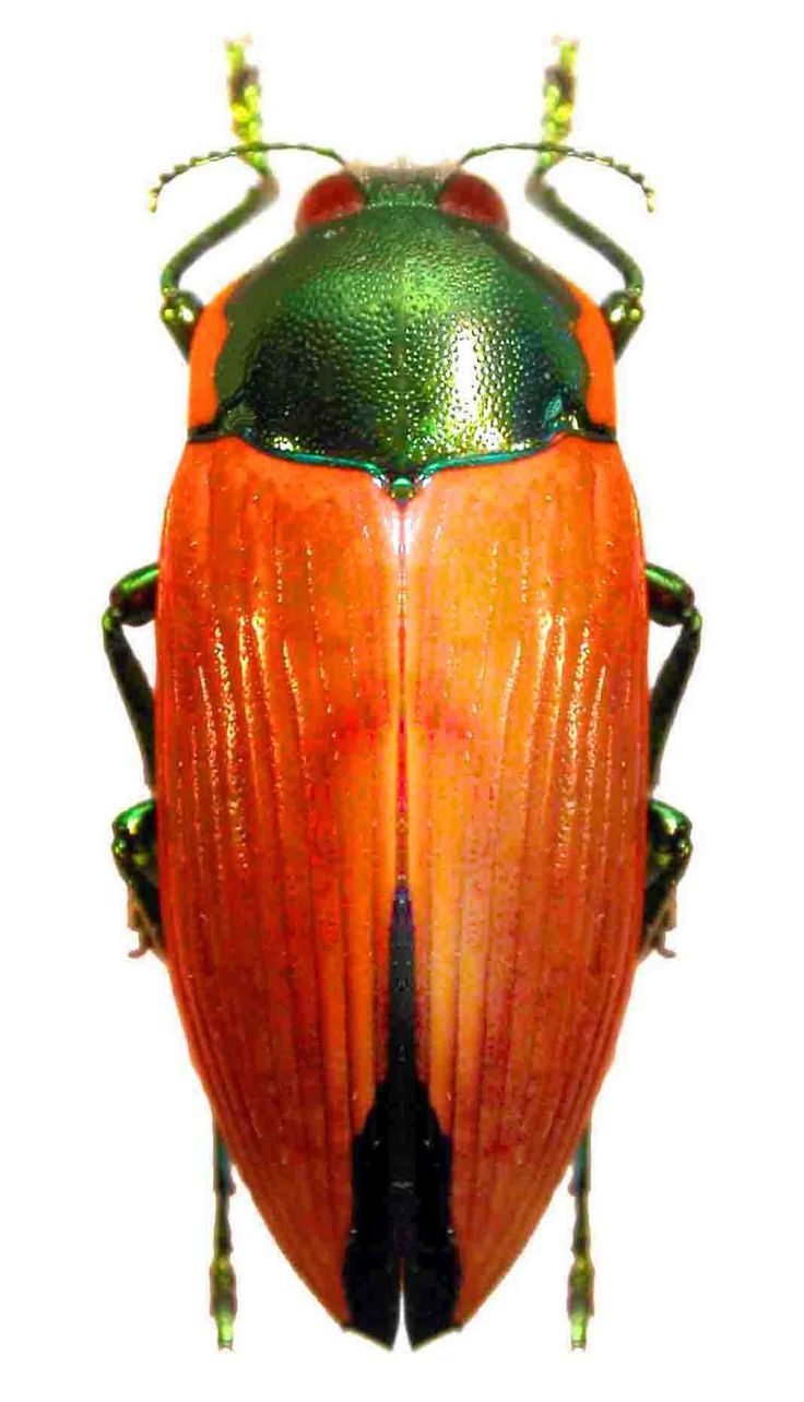 Kklutes cicadas