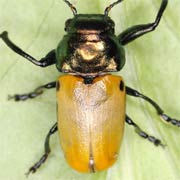 Labidostomis lucida