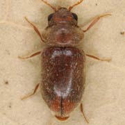 Lasioderma redtenbacheri