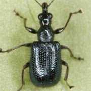 Lasiorhynchites olivaceus