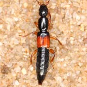 Lathrobium fulvipenne