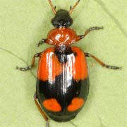 Lebia cruxminor