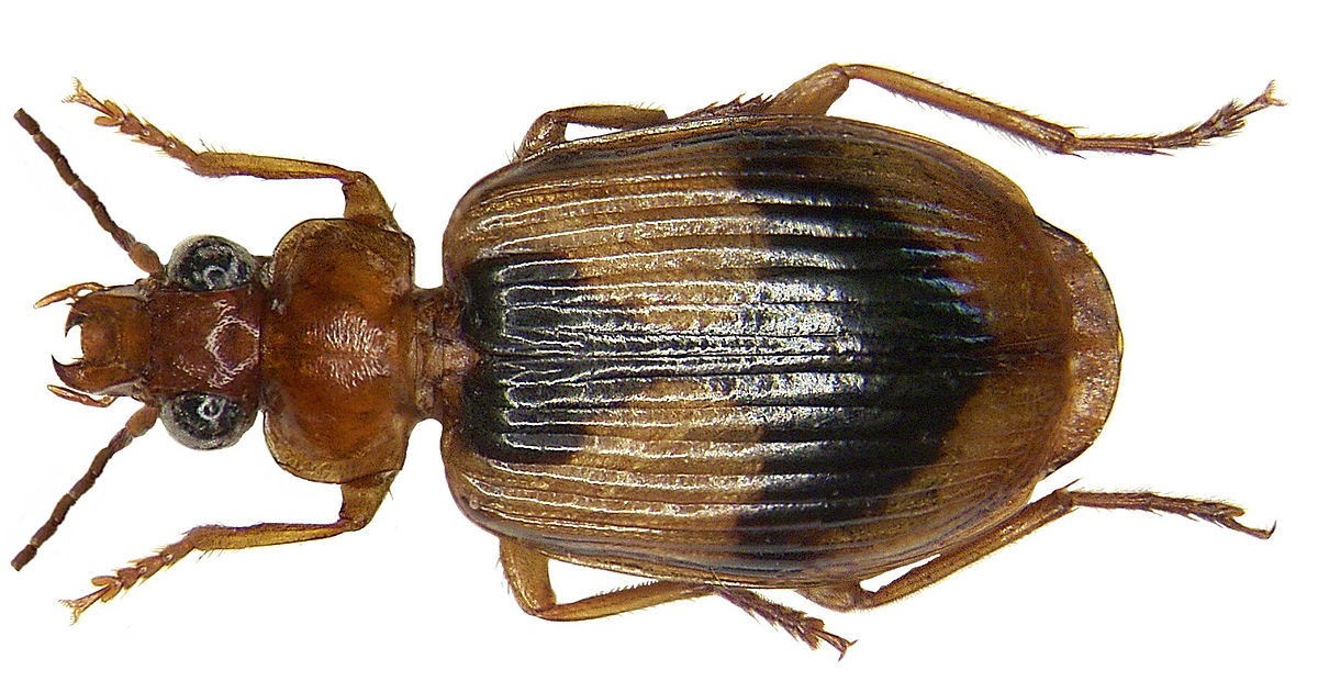 Lebia