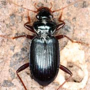 Leistus spinibarbis