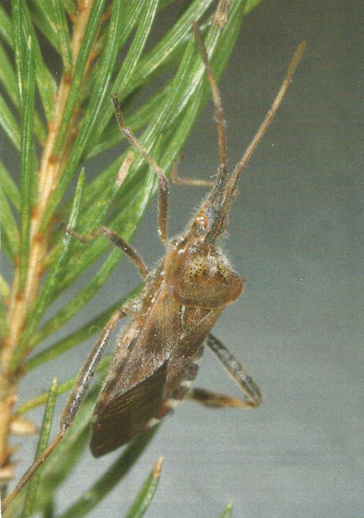 Leptoglossus occidentalis 1