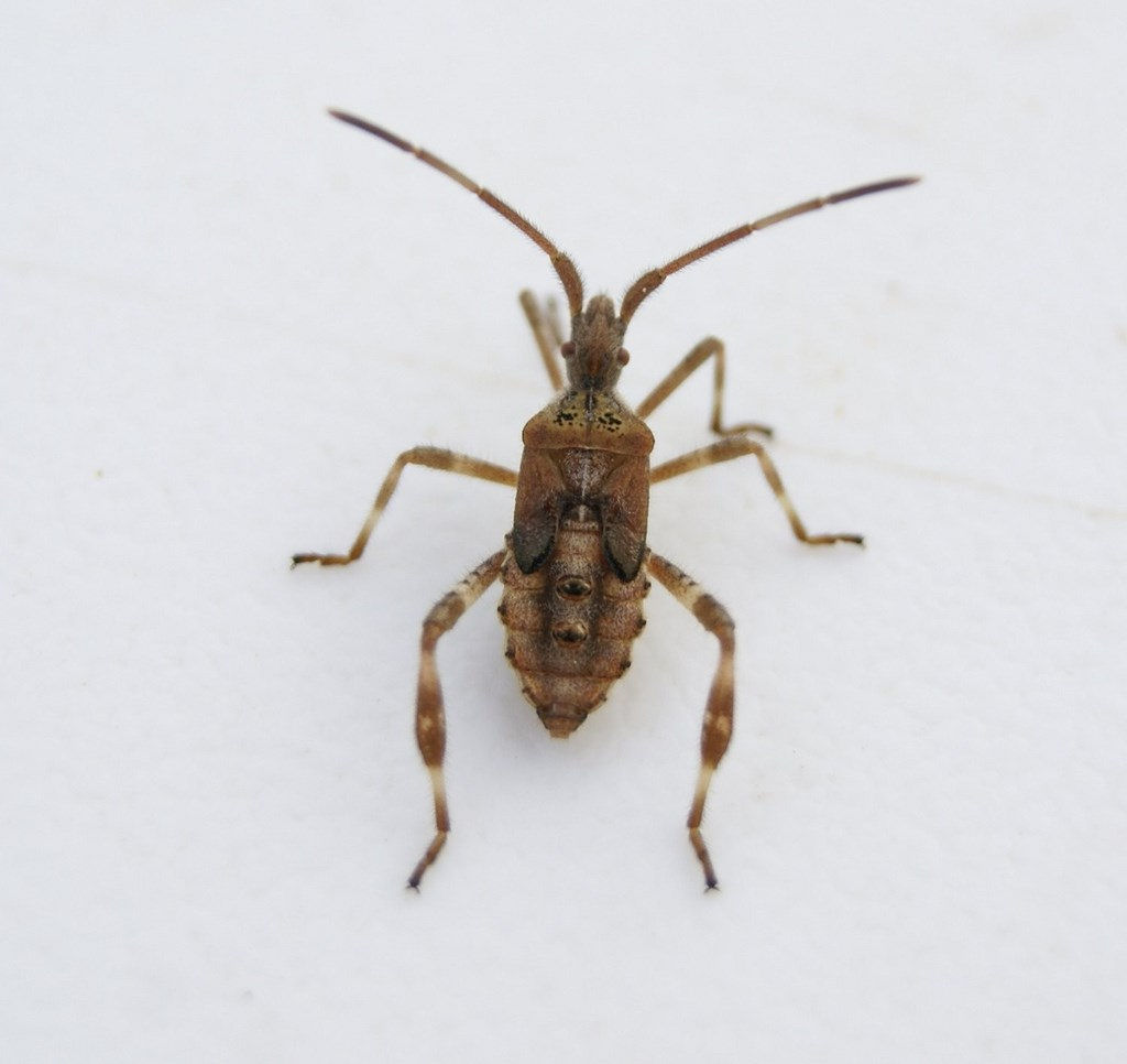 Leptoglossus occidentalis