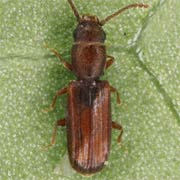 Leptophloeus juniperi