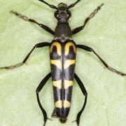 Leptura arcuata