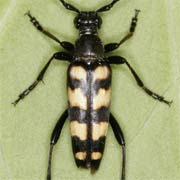 Leptura quadrifasciata