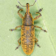 Lixus bardanae