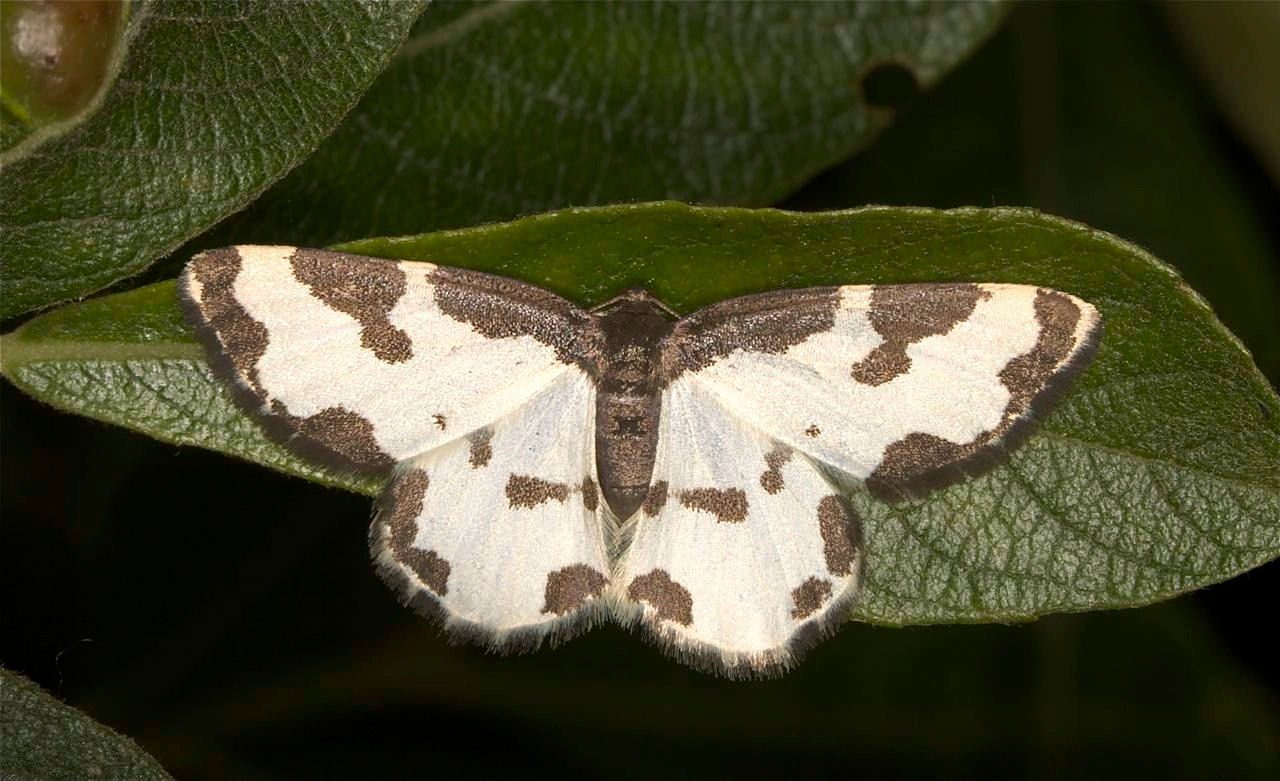 Lomaspilis marginata