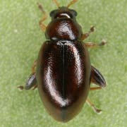 Longitarsus brunneus