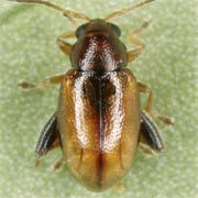 Longitarsus luridis