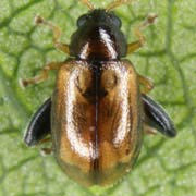 Longitarsus lycopi