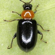 Luperomorpha xanthodera