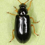 Luperus xanthopoda