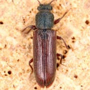 Lyctus pubescens