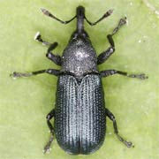 Magdalis violacea