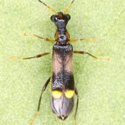 Malthinus balteatus