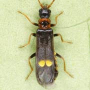 Malthodes minimus