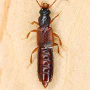 Manda mandibularis