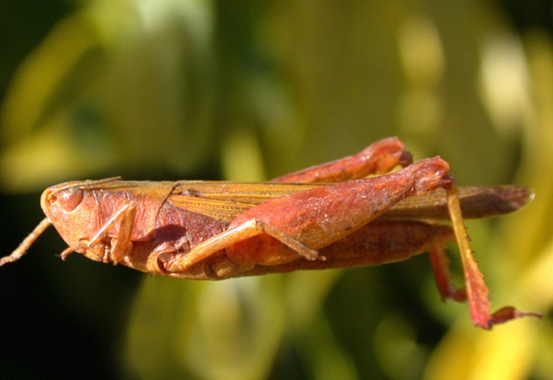 Marellia remipes