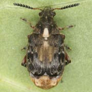 Megabruchidius dorsalis