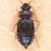 Megarthrus denticollis