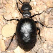 Meloe scabriusculus