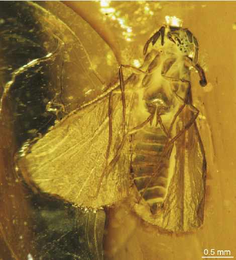 Mengea tertiaria