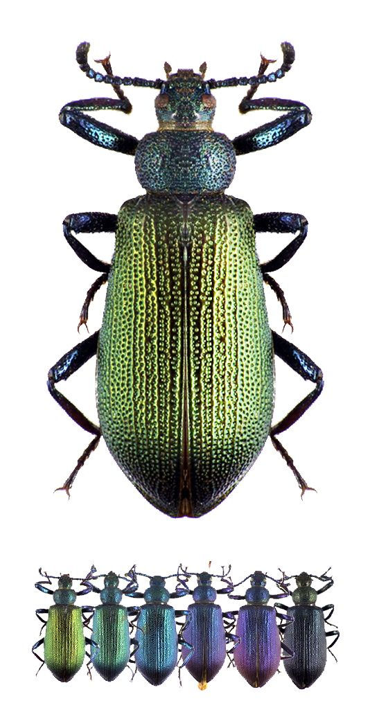 Metallonotus metallicus