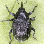 Miarus distinctus