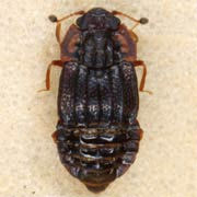 Micropeplus marietti