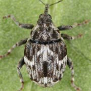 Microplontus campestris