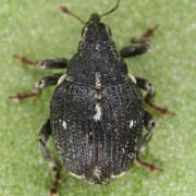 Mogulones pallidicornis