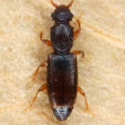 Monatoma longicollis