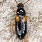 Mycetochara flavipes