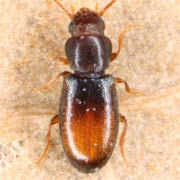 Myrmechixenus subterraneus