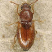 Myrmechixenus vaporariorum