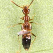 Myrmecocephalus concinna