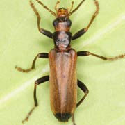 Nacerdes melanura